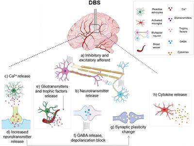 Effects of central nervous system electrical stimulation on non-neuronal cells